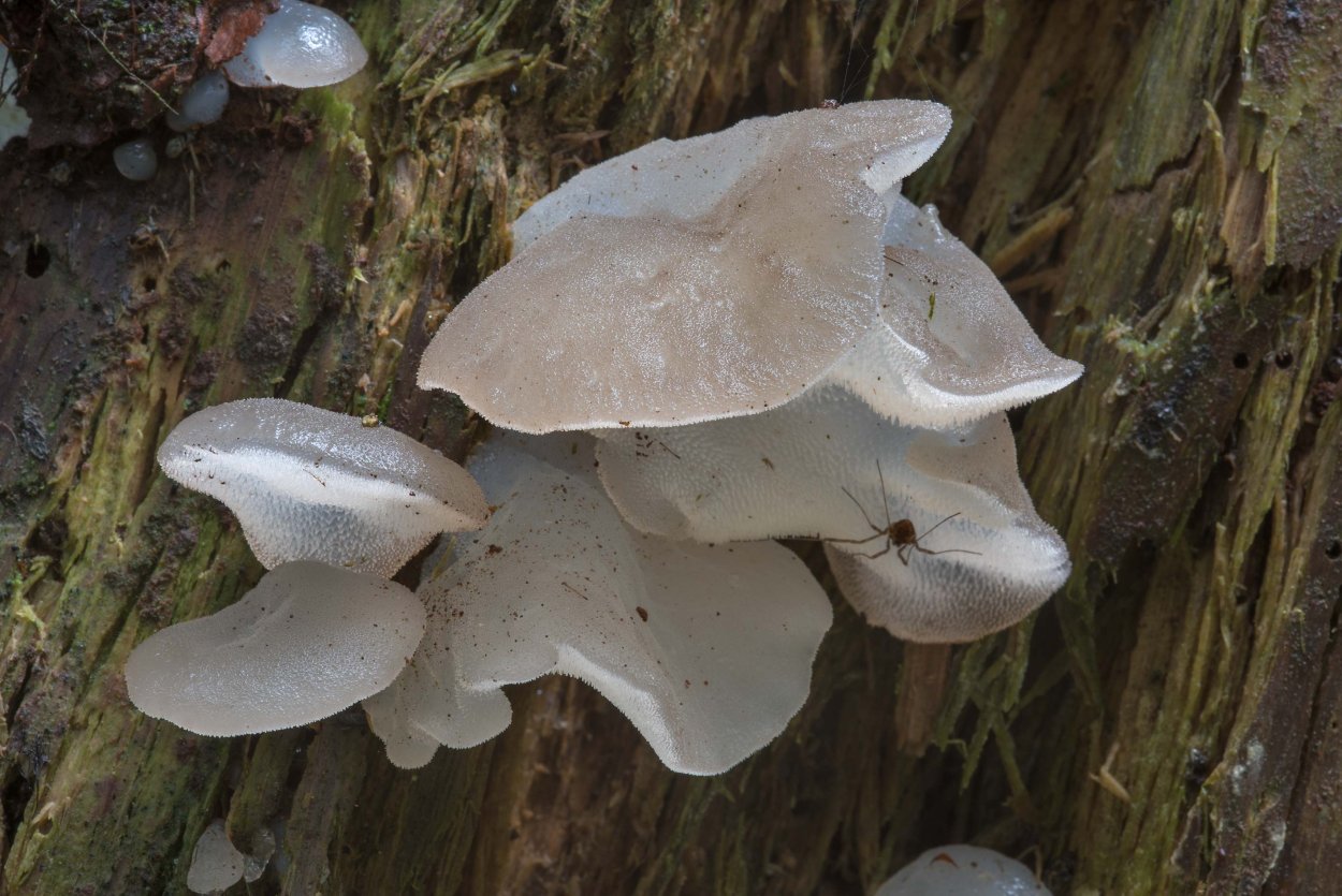 Ежовик гриб