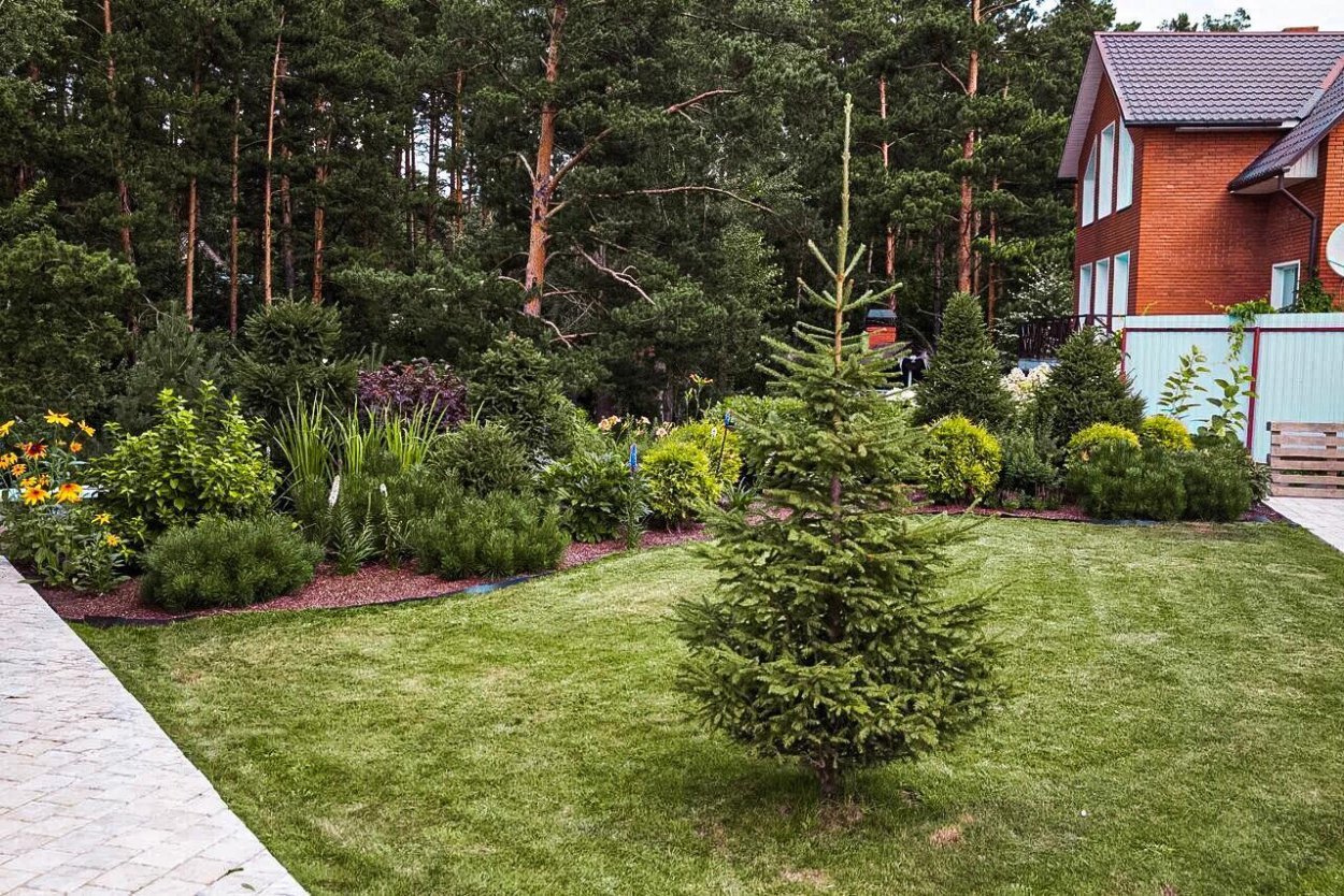 Коника ель канадская композиции