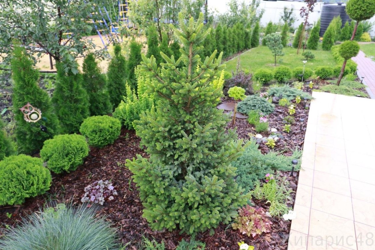 Ель обыкновенная Виллс цверг