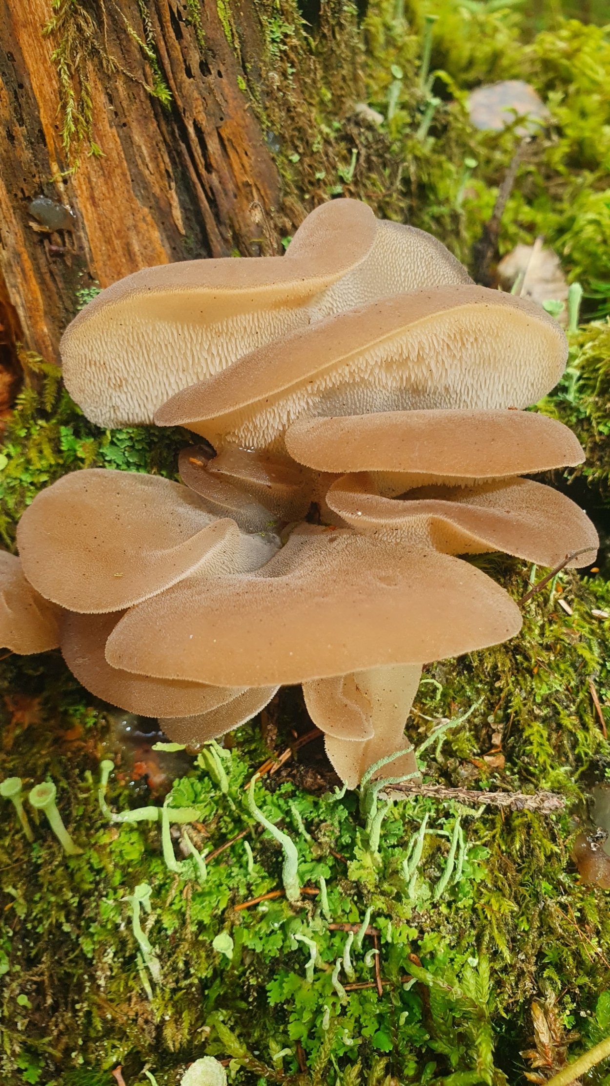 Ложноежовик гриб