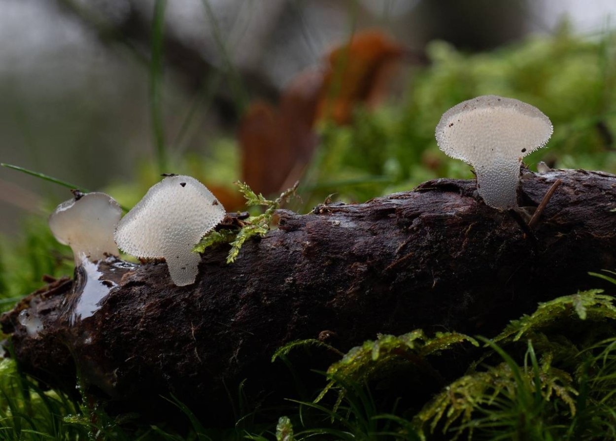 Ежовик гриб