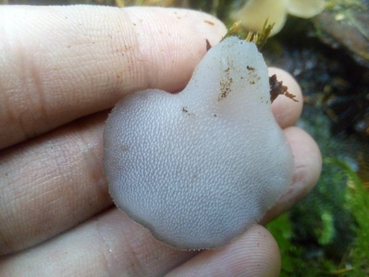 Ежовик студенистый