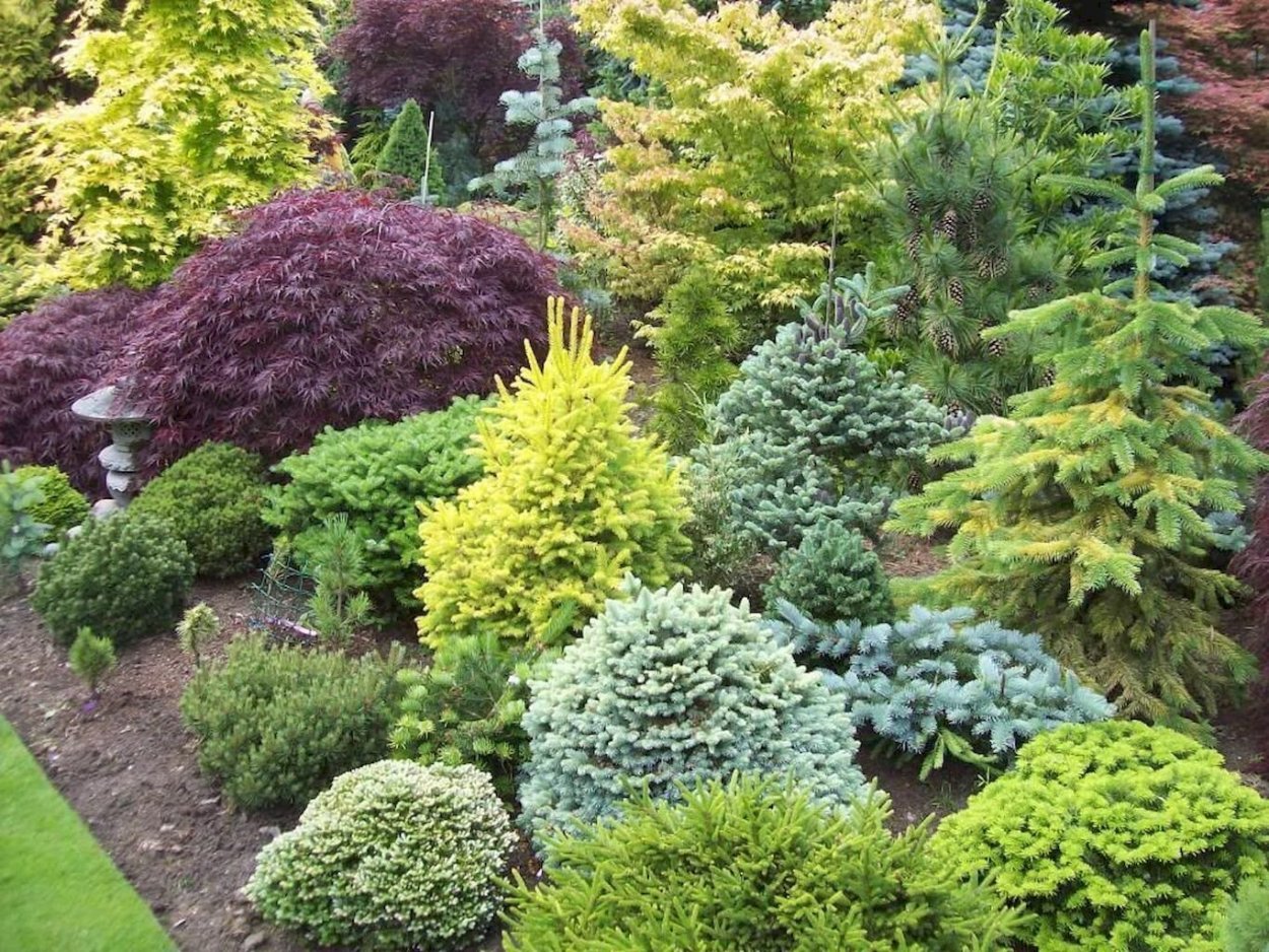 Ель Нидиформис в миксбордере