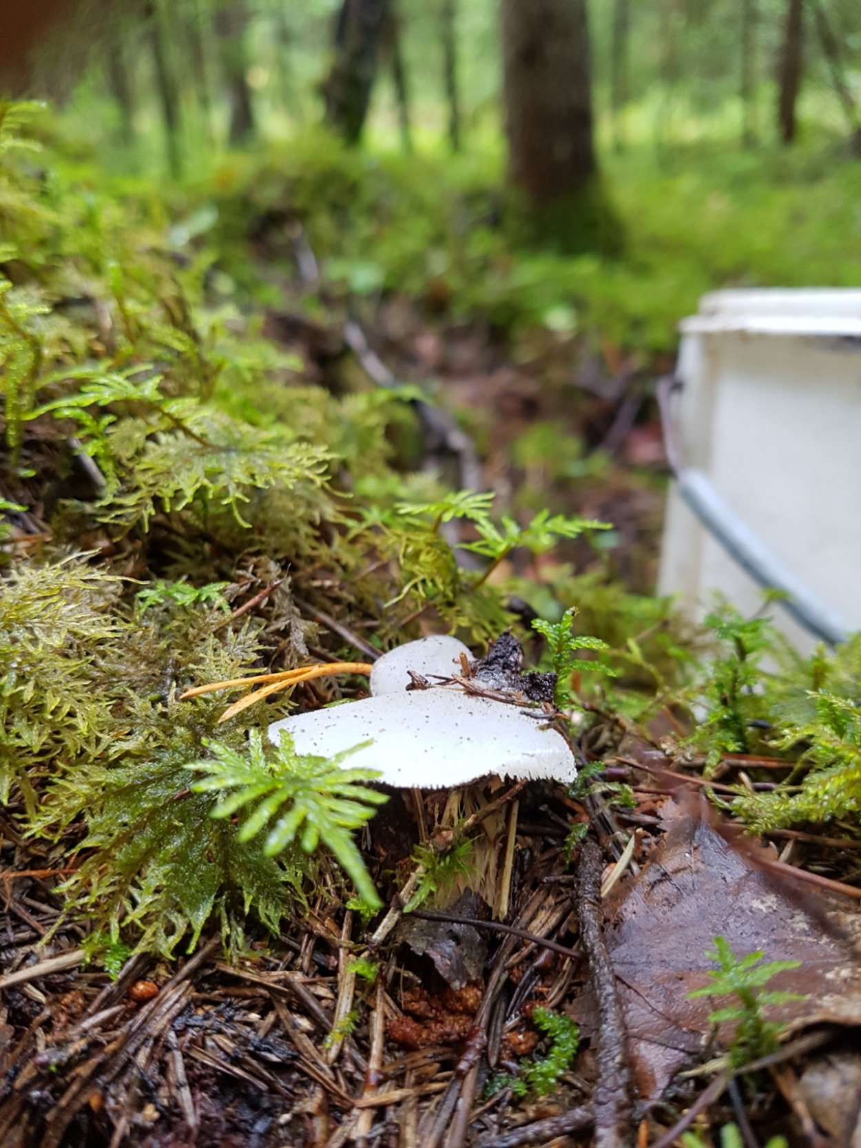 Ежовик студенистый