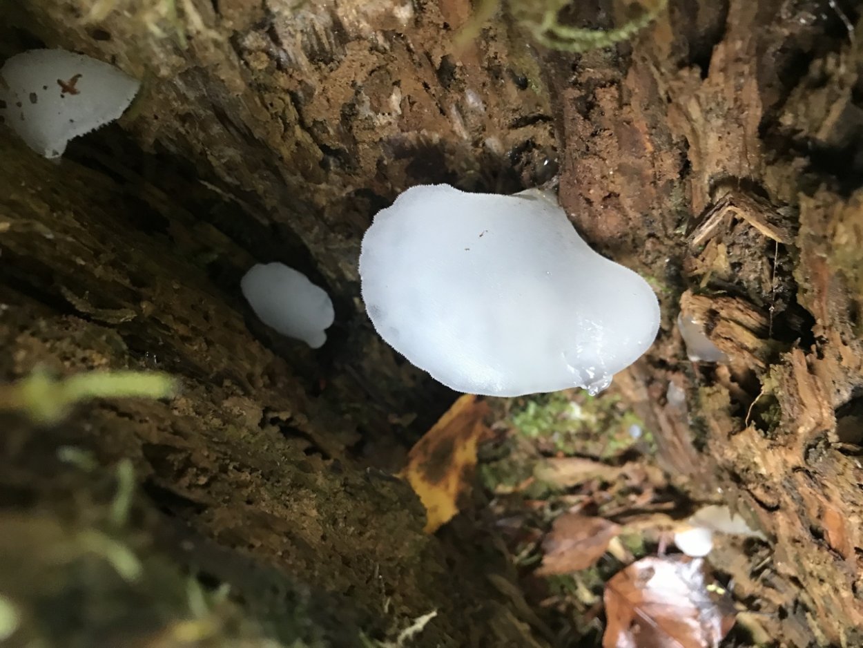 Гриб похожий на желе