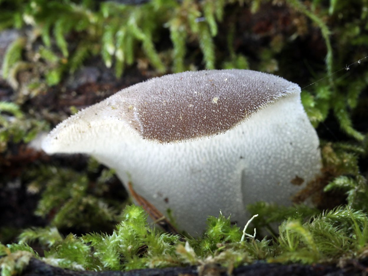 Псевдогиднум студенистый