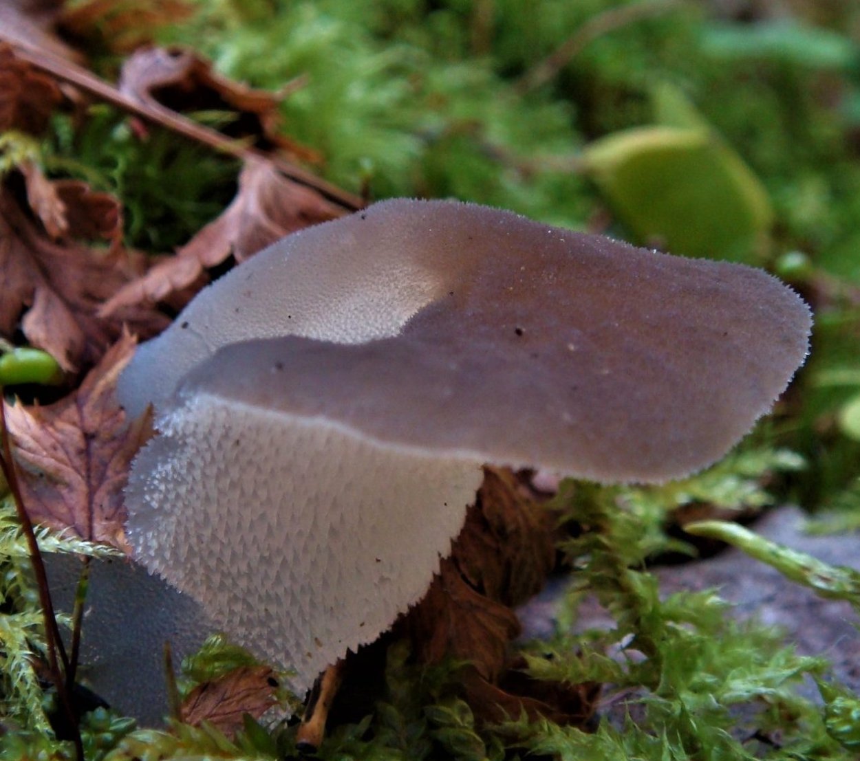 Тремеллодон студенистый