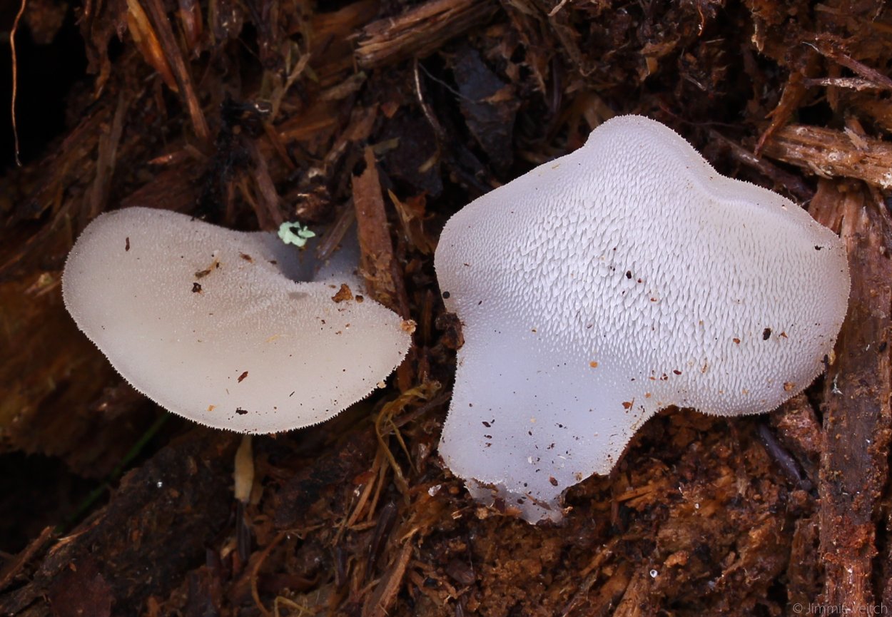 Ежовик белоножковый гриб