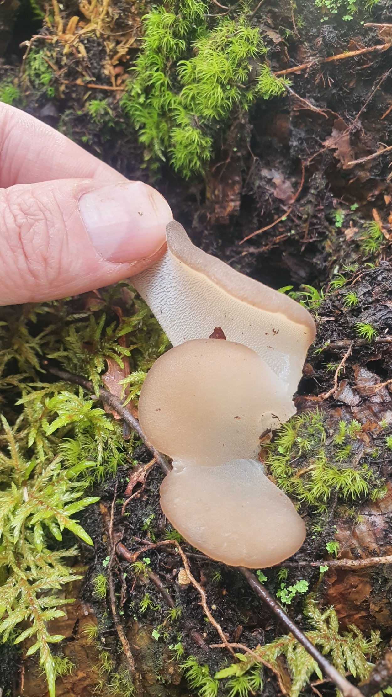 Ложноежовик студенистый