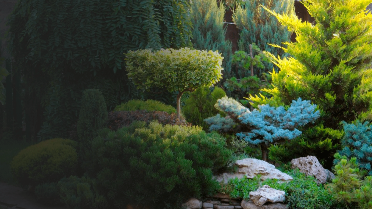 Миксбордер с елью Глаука Глобоза