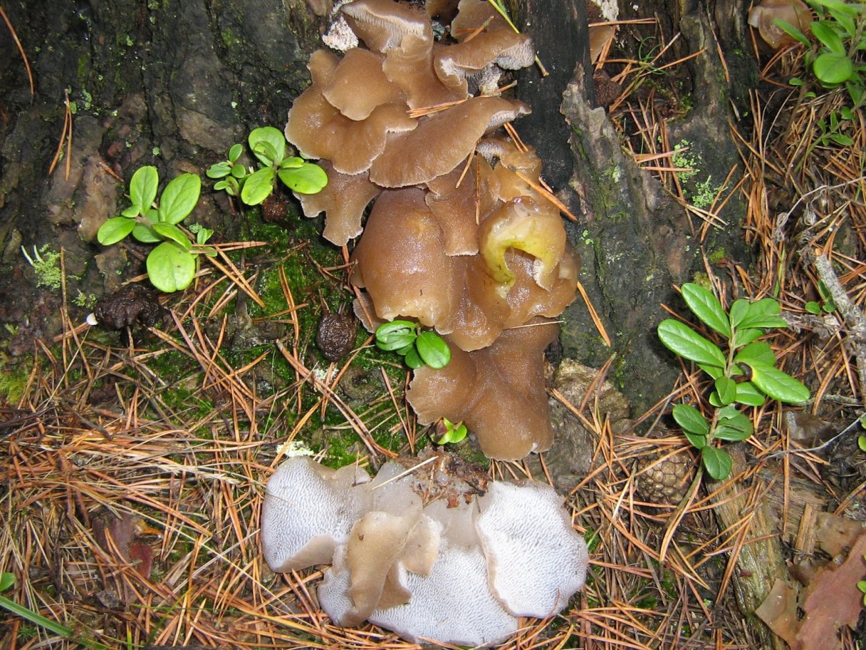 Ежовик финский