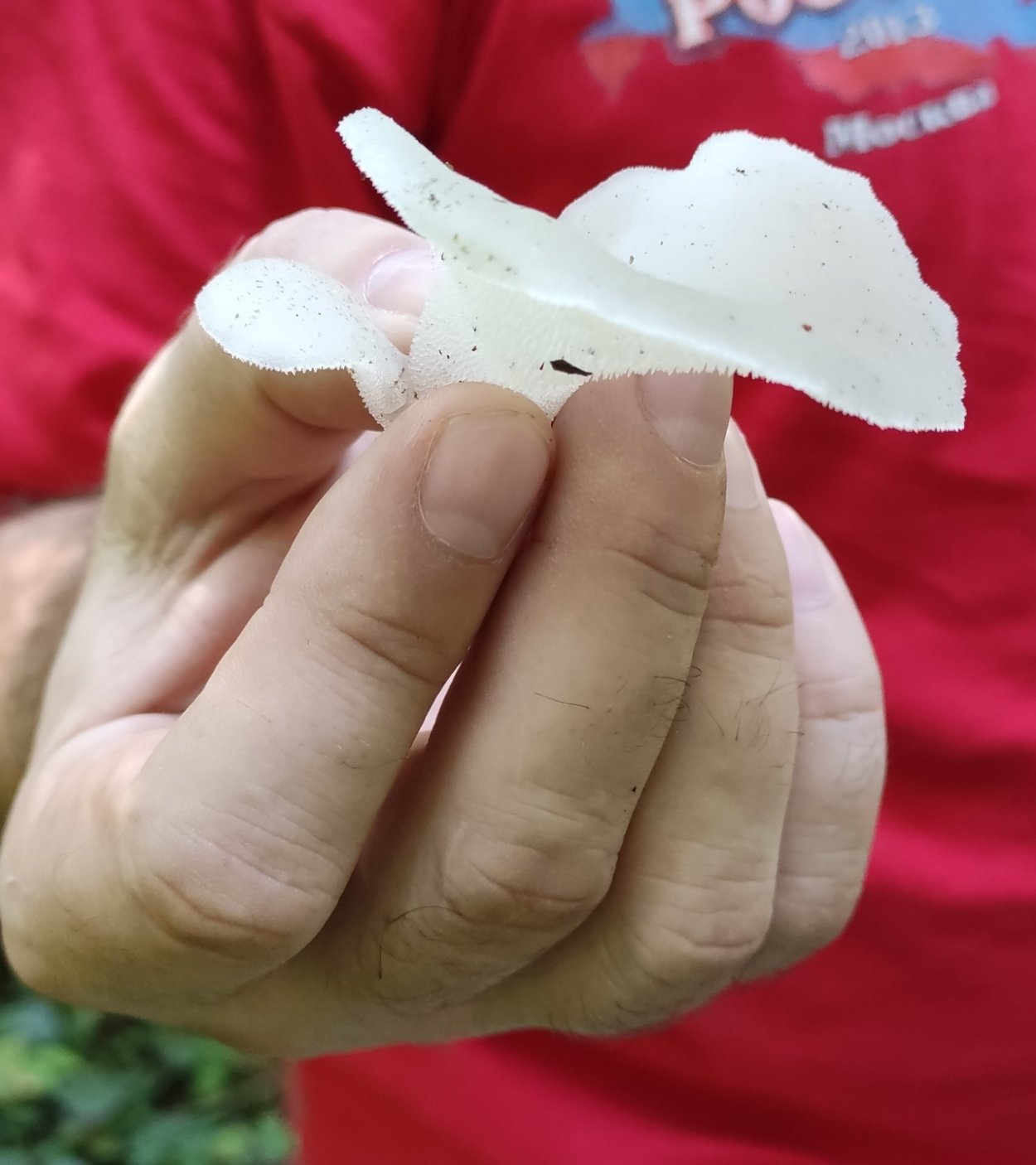 Слизевик плазмодий