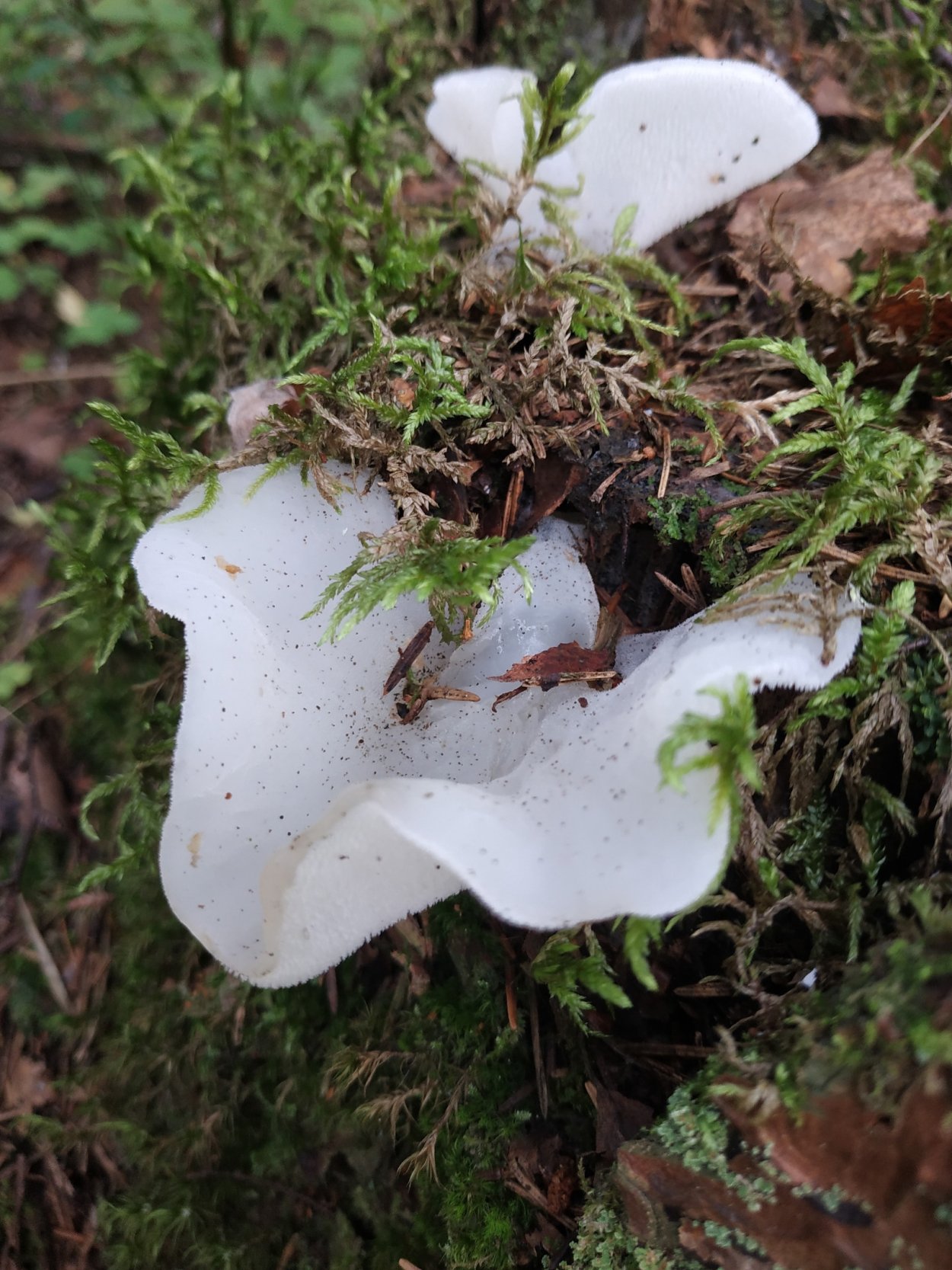 Тремеллодон студенистый ледяной гриб