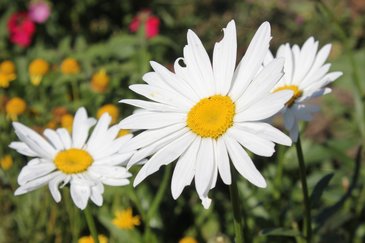 Ромашки в США