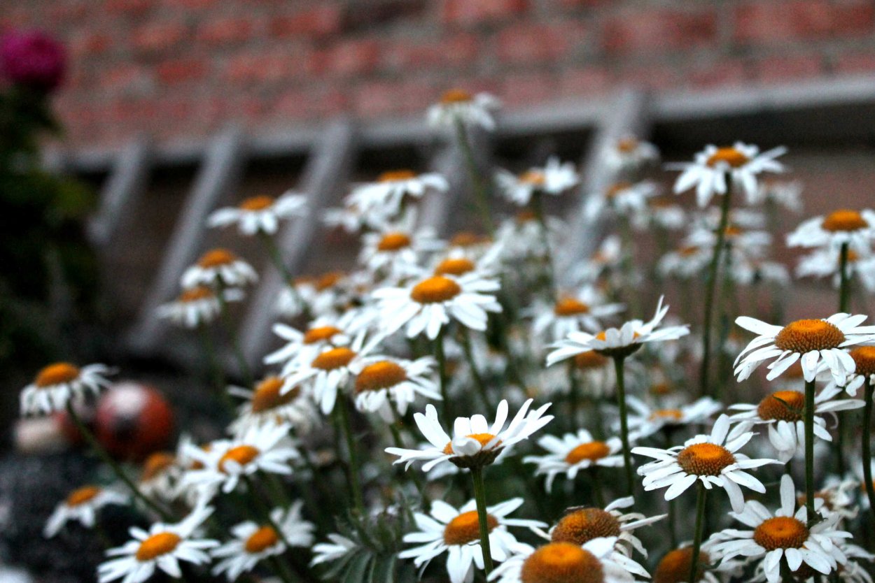 Цветок леукантемум