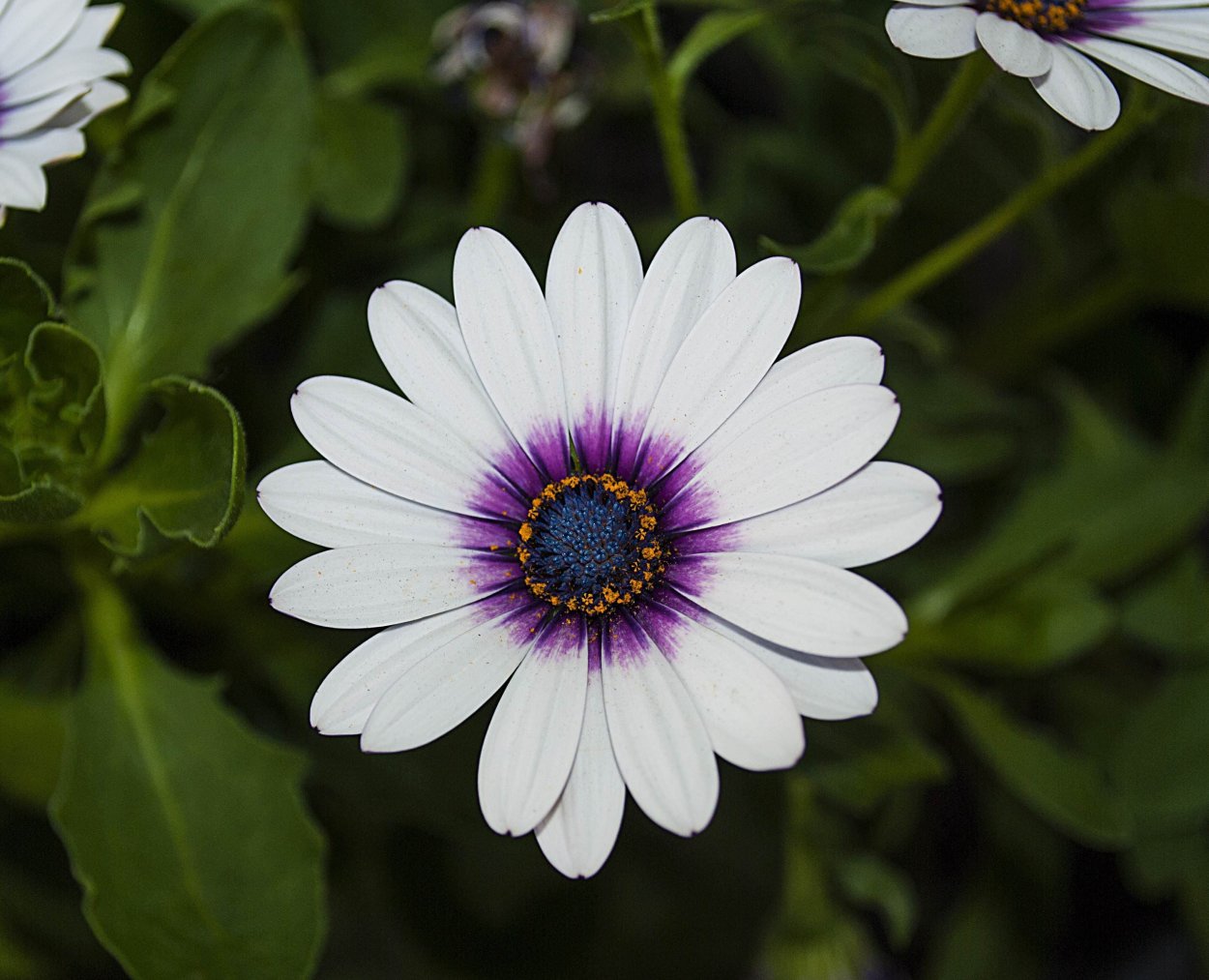 Голубая Ромашка Арктотис