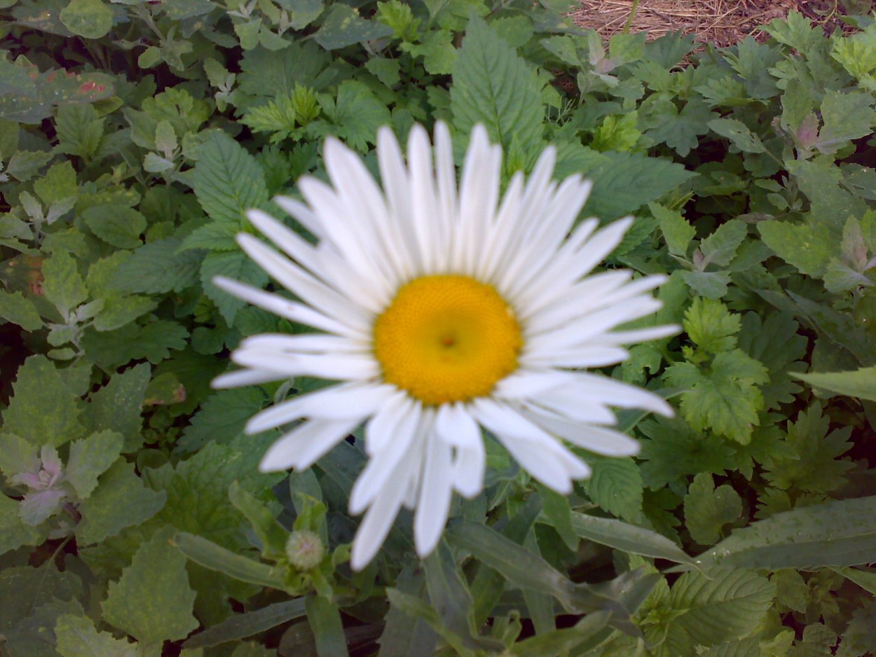 Маленькие ромашки