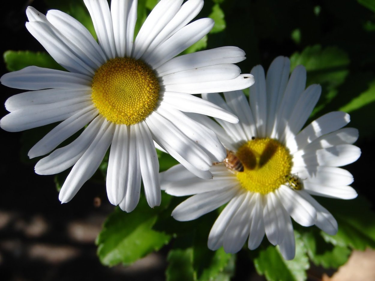 Соцветие ромашки