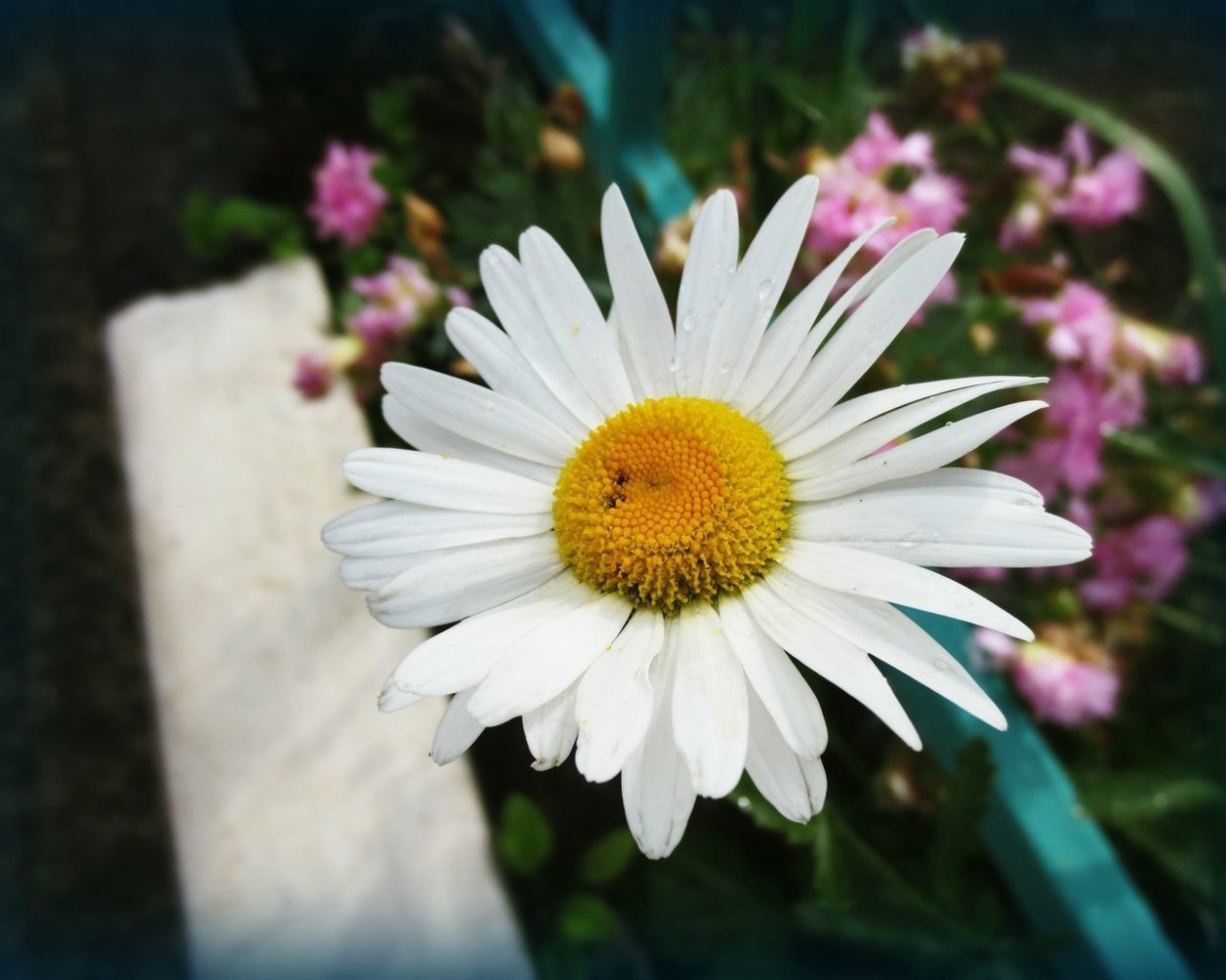 Американская Ромашка цветок