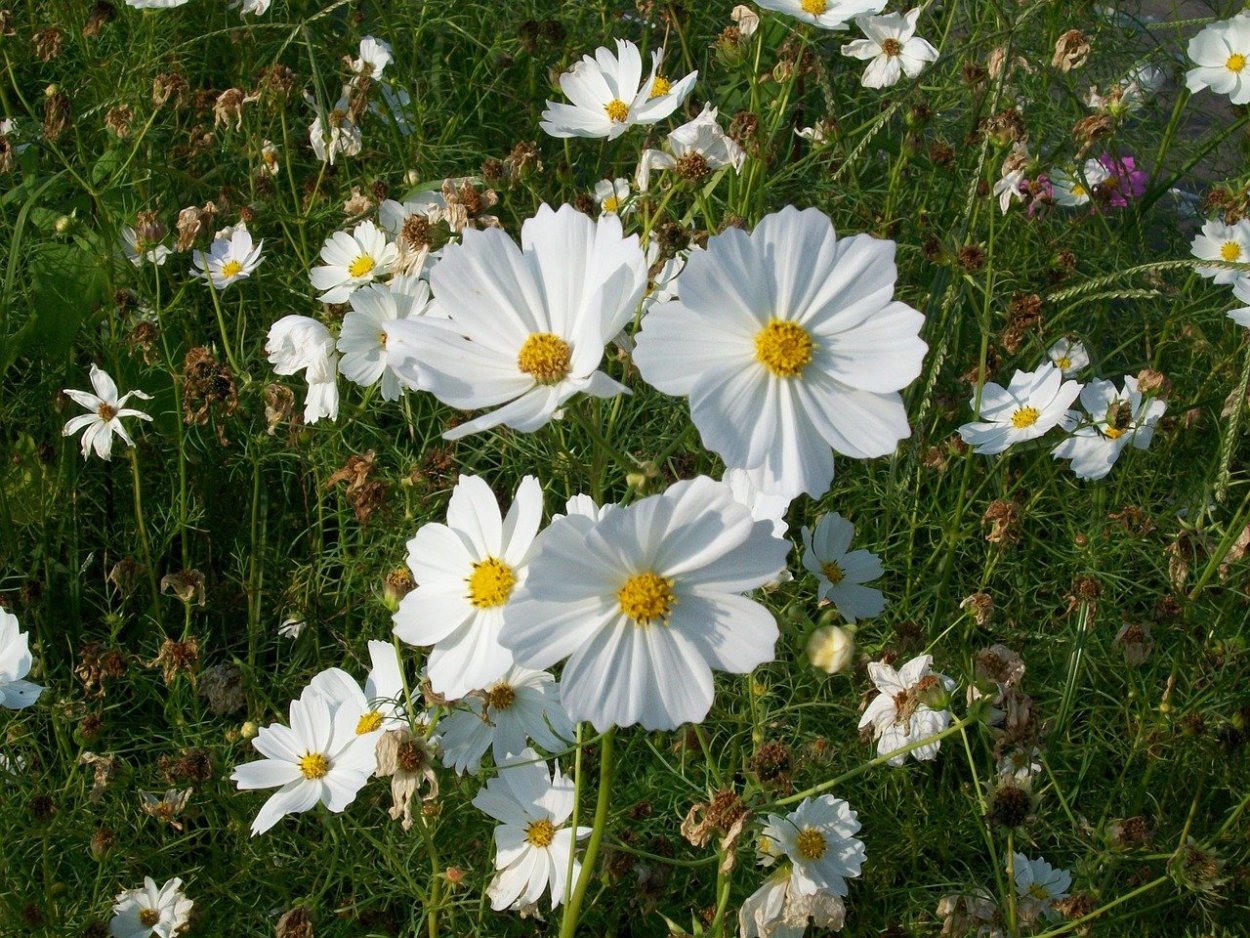 Ромашки Дейзи Флауэр