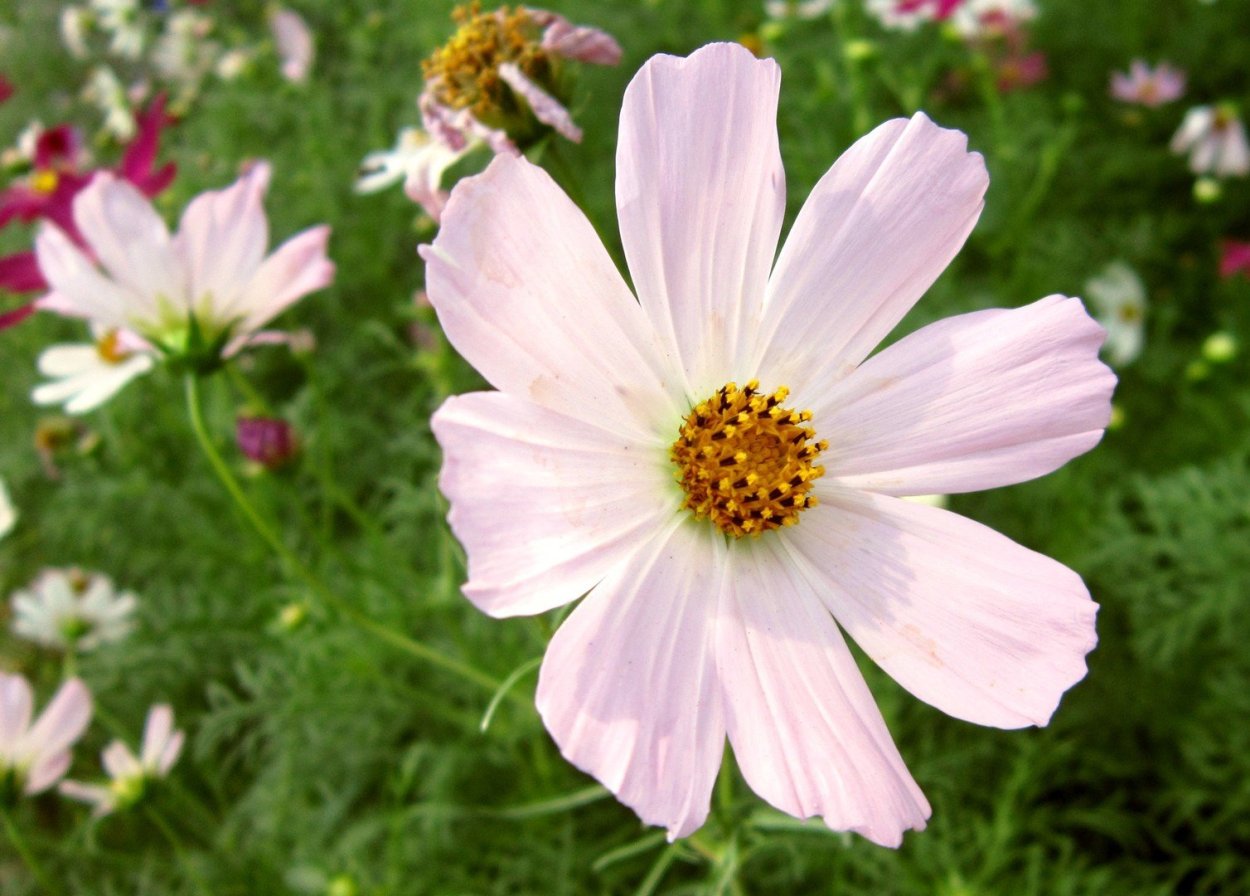 Ромашки Эстетика