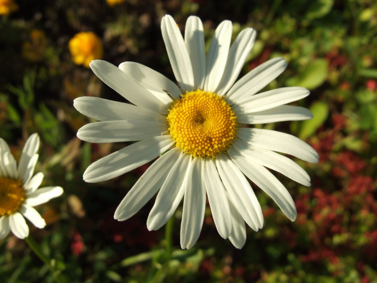 Марокканская Ромашка