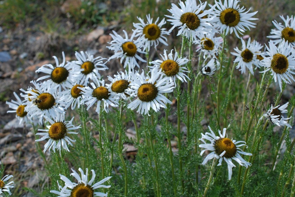 Ромашка отцвела