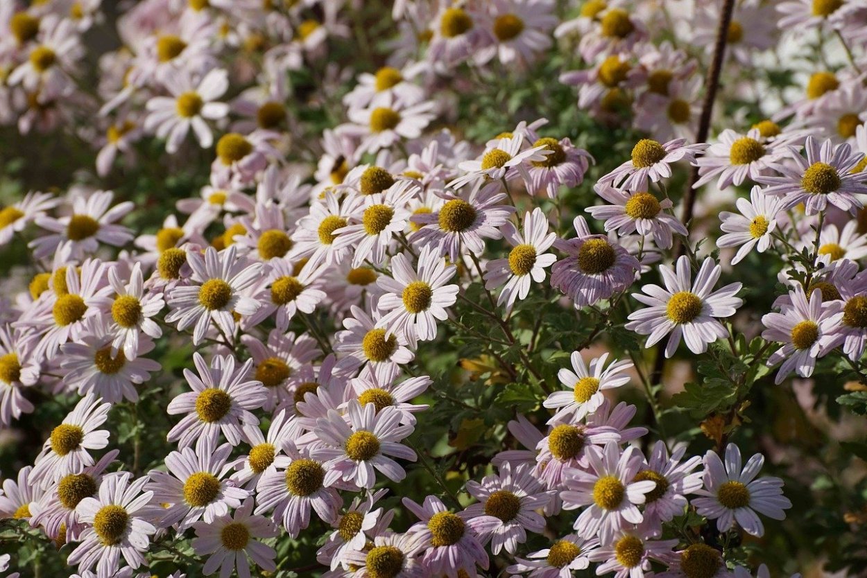 Американская Ромашка цветок