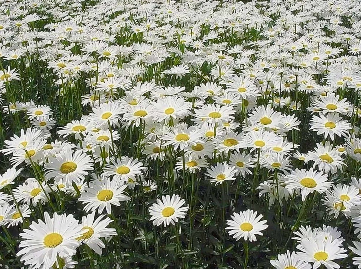 Природа ромашки