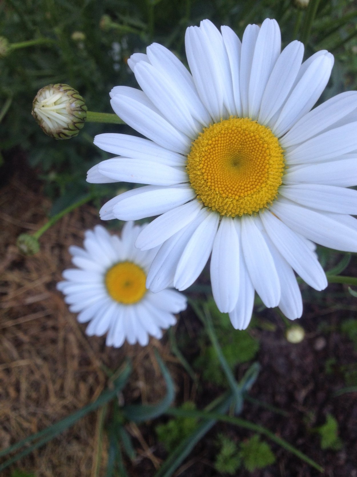 Гацания остеоспермум