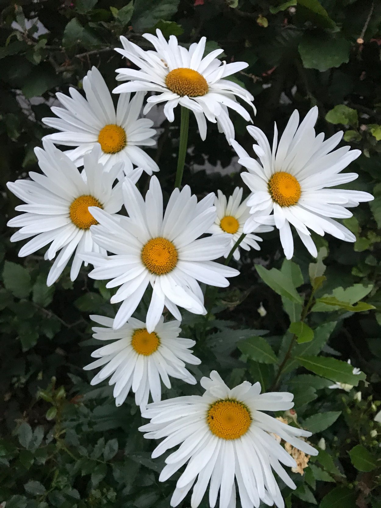 Ромашка белая лепесточки