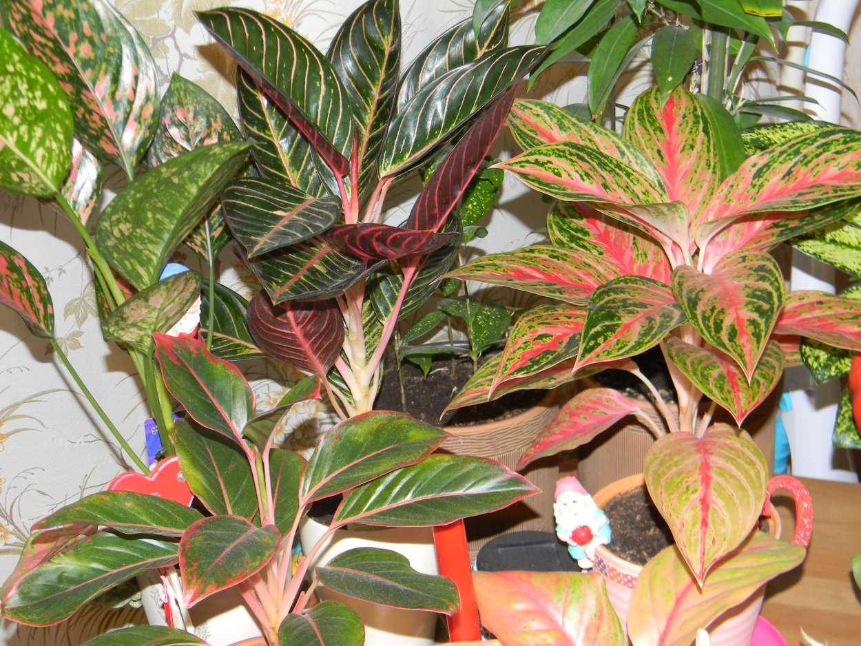 Сортовые аглаонемы