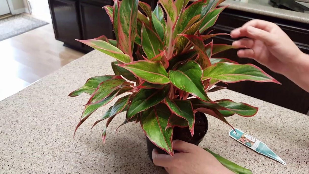 Red Chinese Evergreen лист снизу