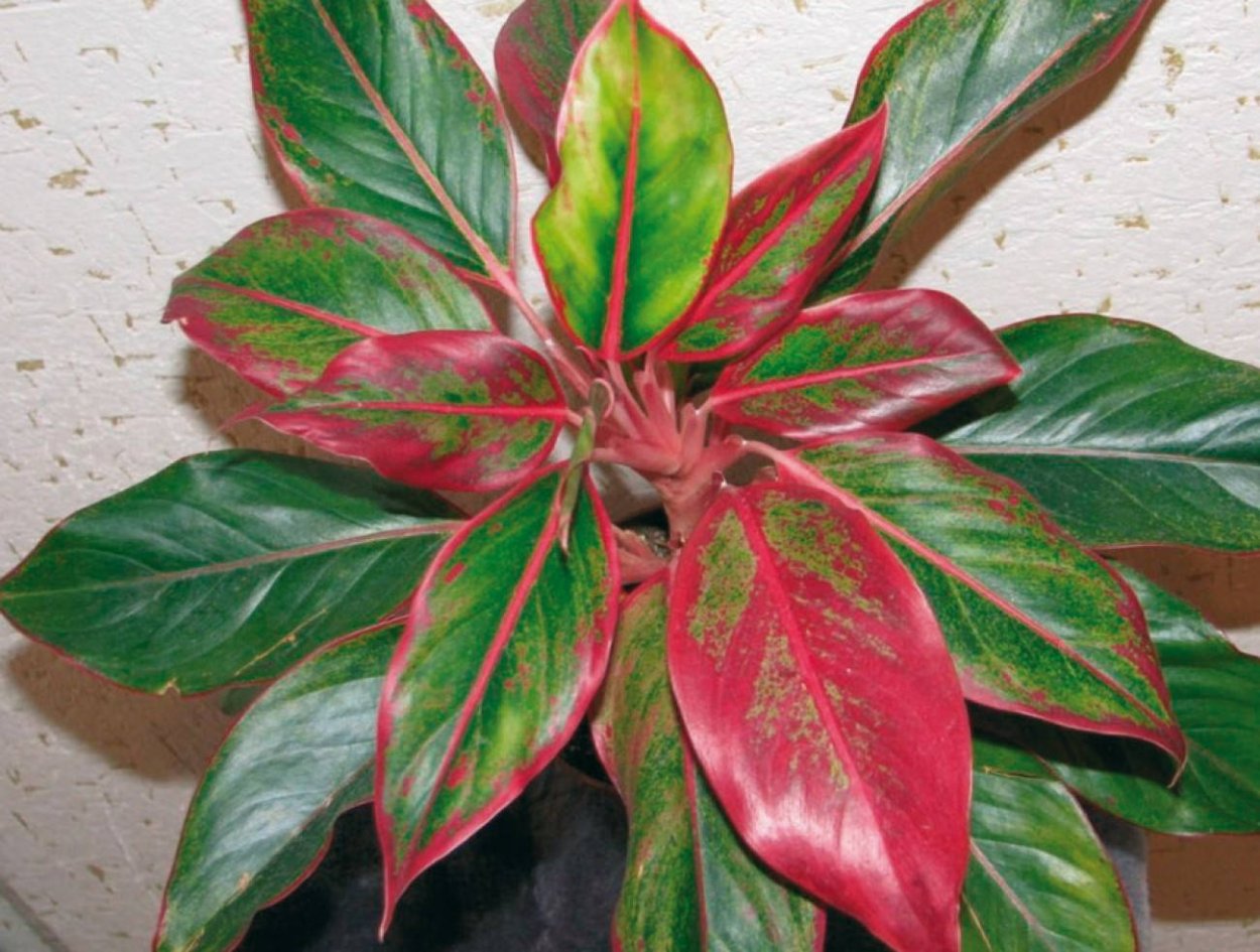 Аглаонема ред Даймонд