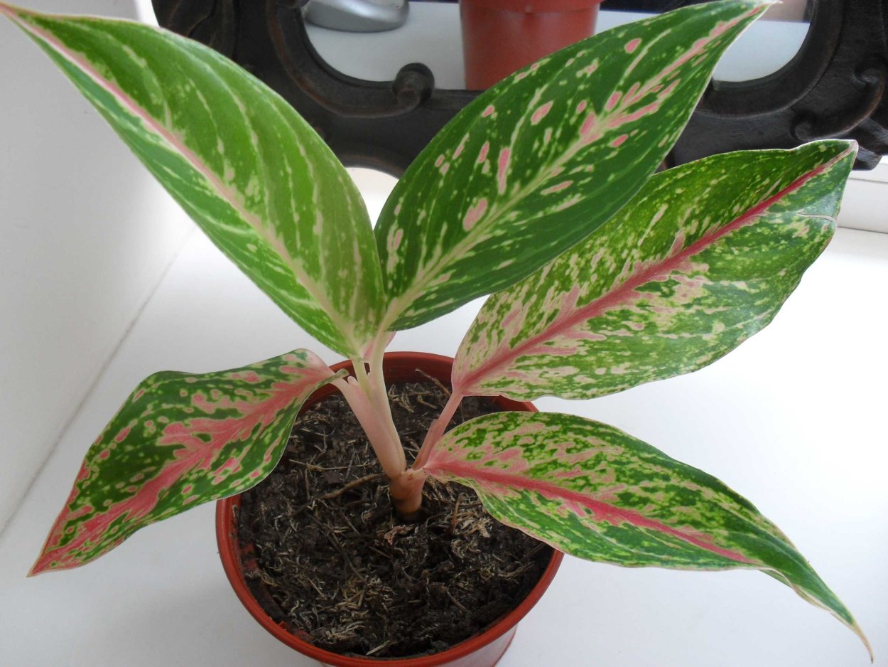 Аглаонема краснолистная
