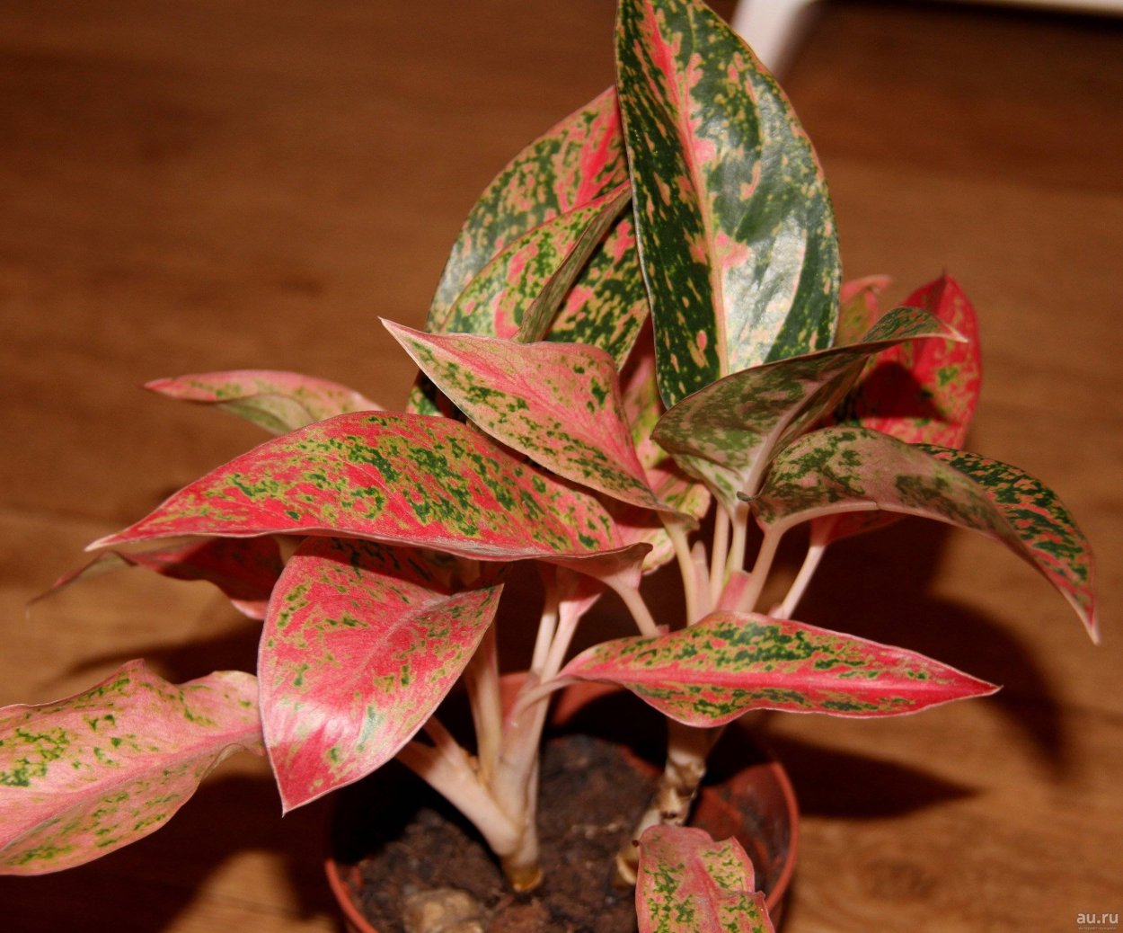 Аглаонема с красными листьями