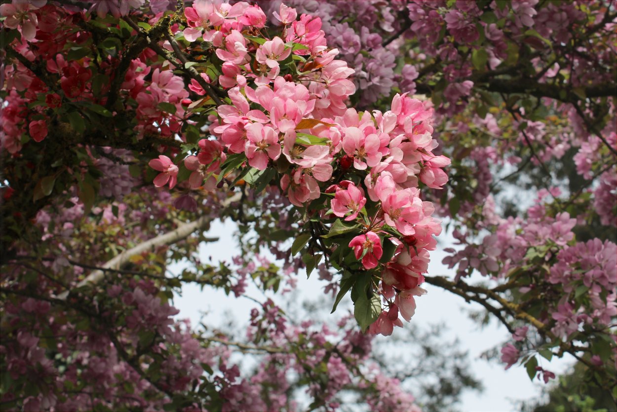 Rose sakura. Яблоня черри блоссом. Кустарник красивоцветущий Сакура. Дерево вишня розовоцветущая.