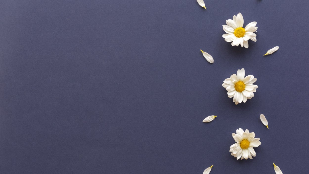 Ромашковое поле девушка