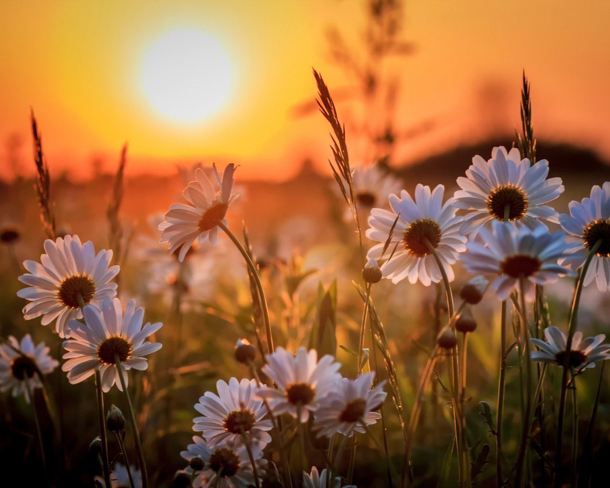 Ромашки ночью