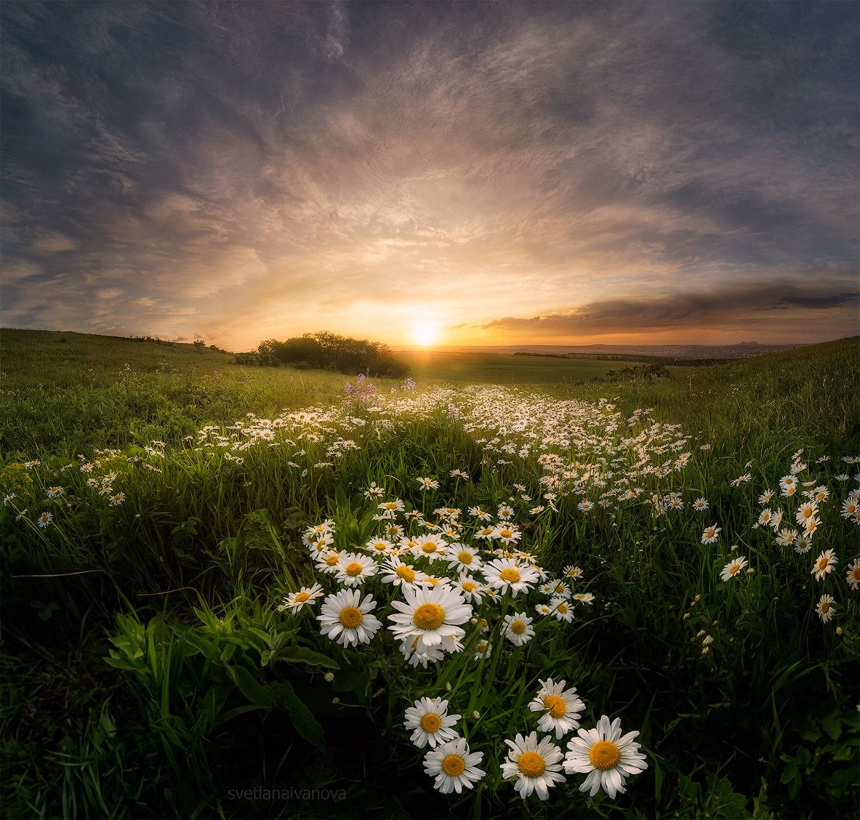 Две ромашки