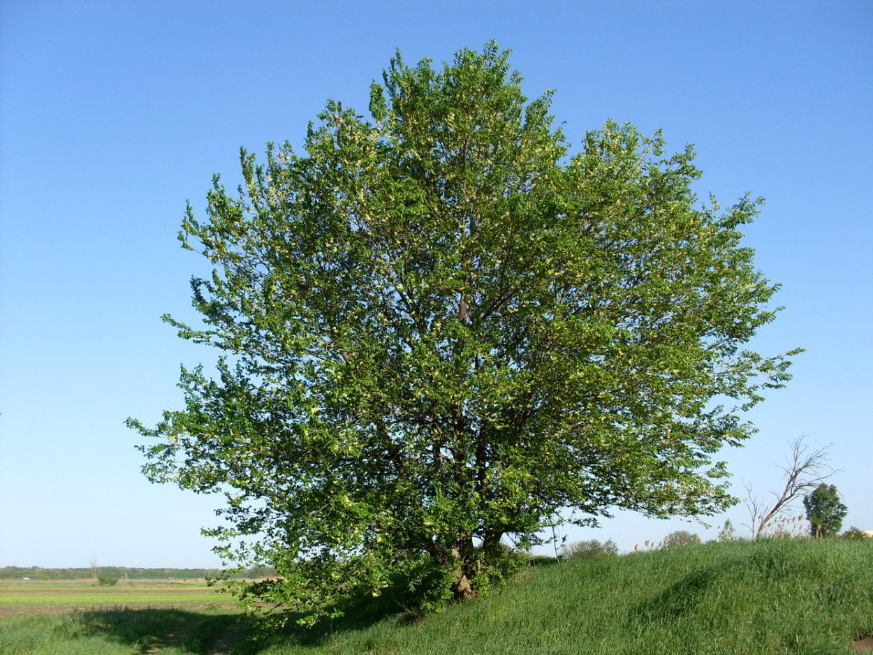 Вяз перистоветвистый