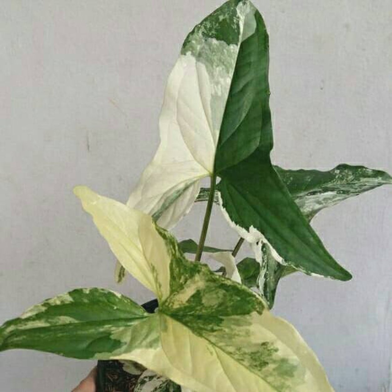 Сингониум Лиана