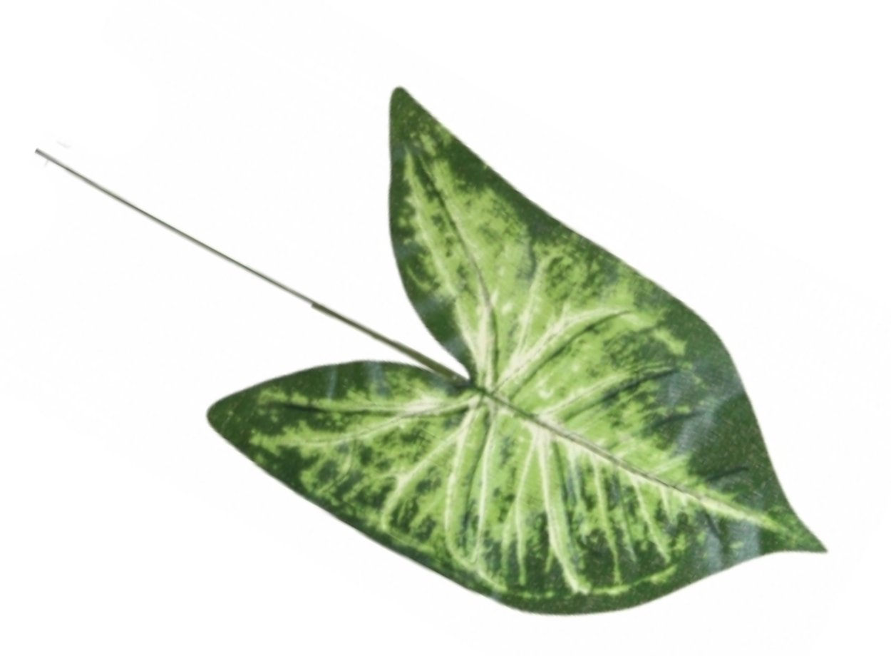 Сингониум Аурея