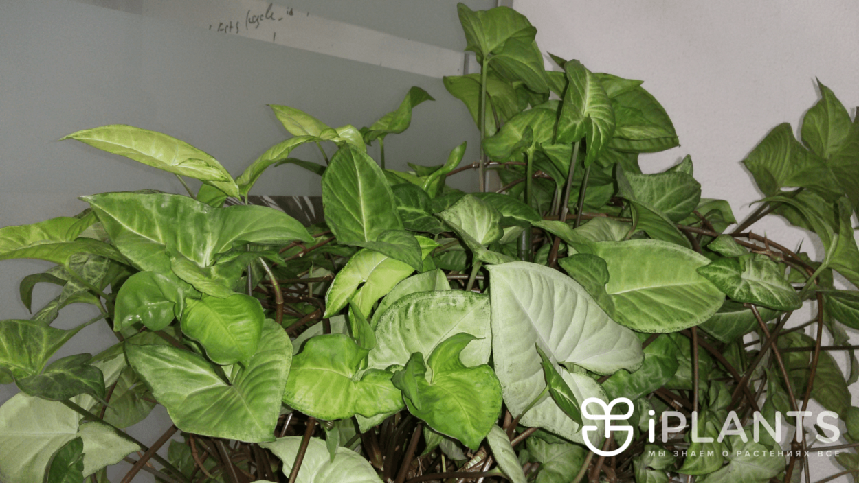 Syngonium Aurea var