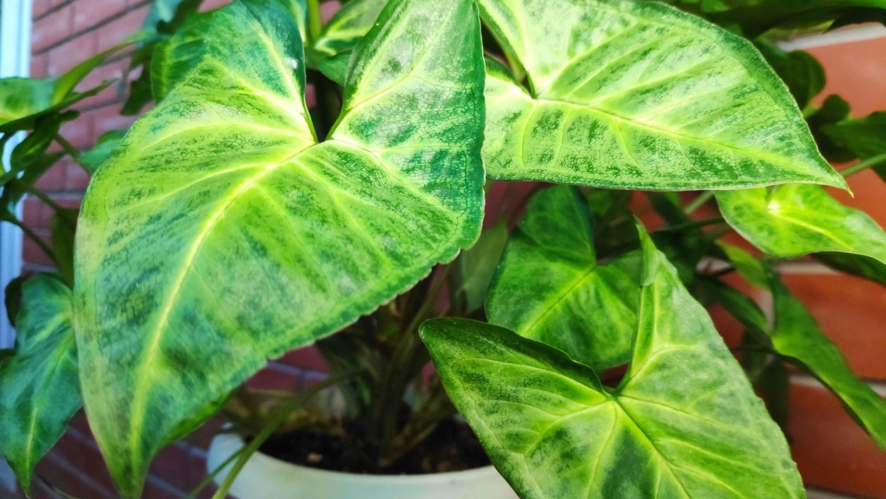 Сингониум в дикой природе