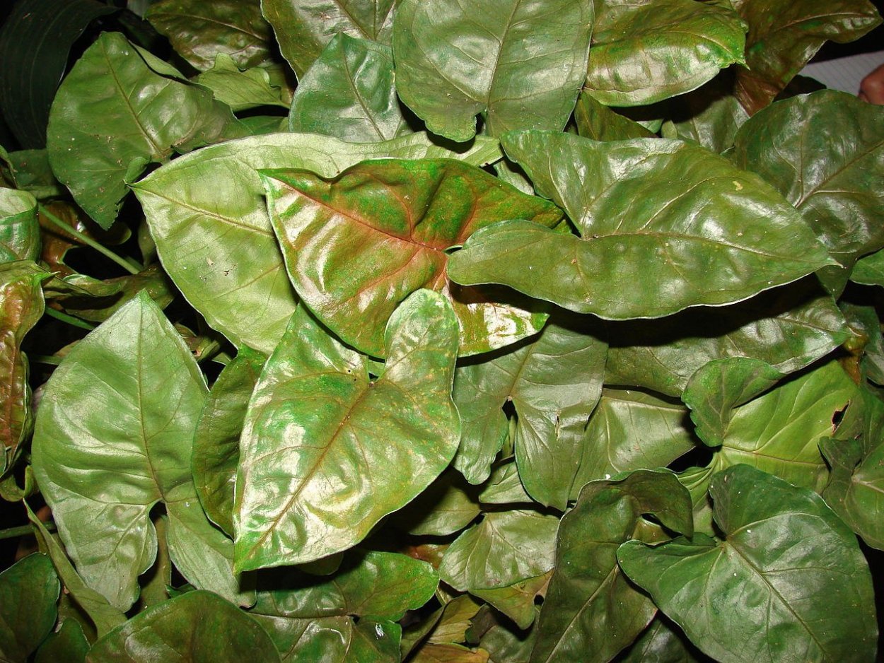 Сингониум Розе мини