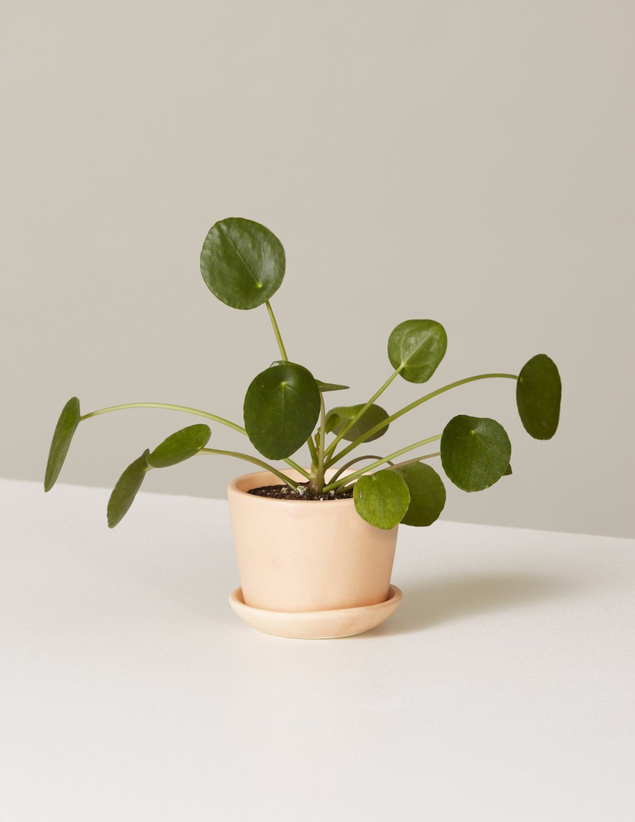 Пилея копейка