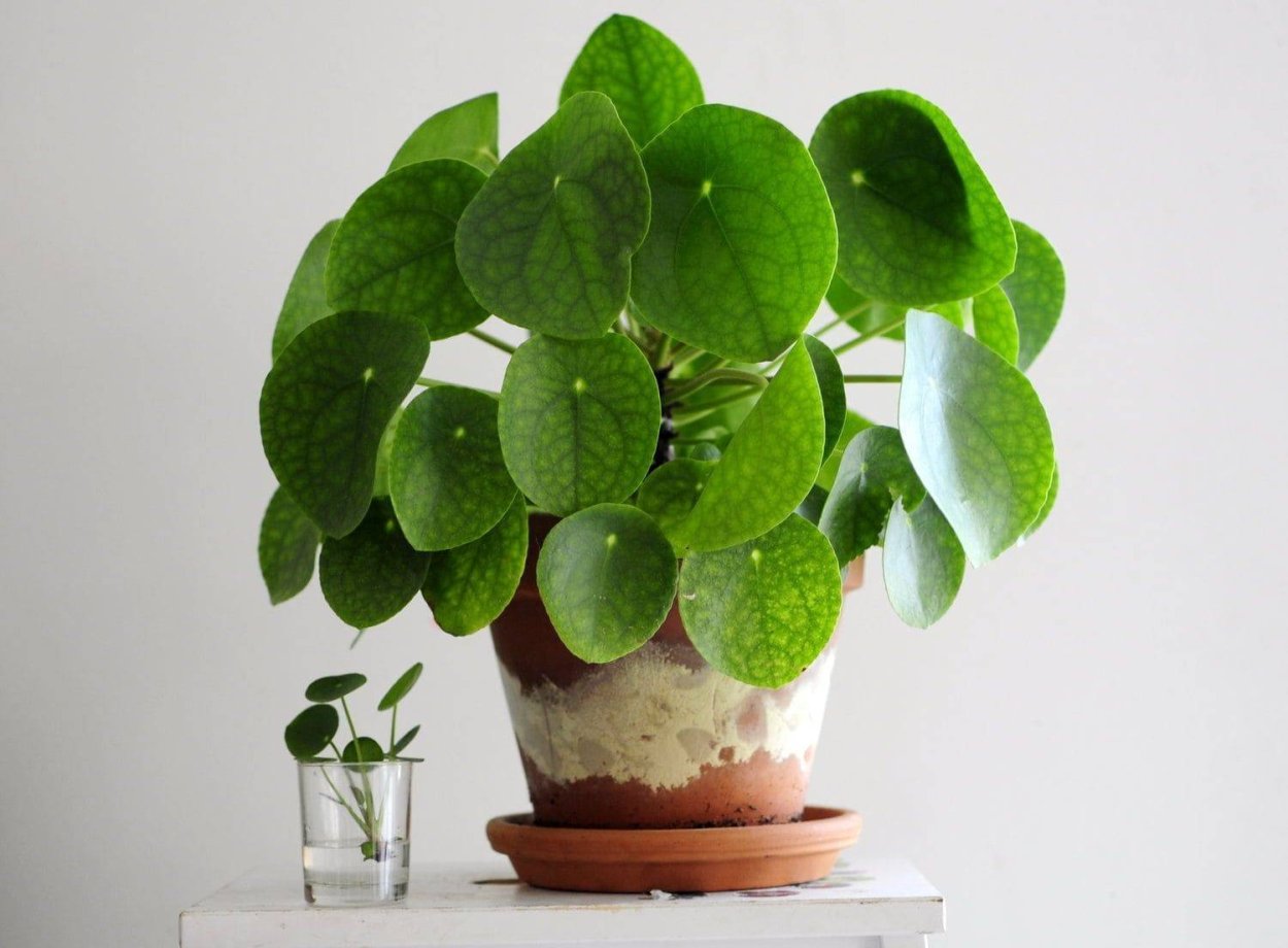 Pilea peperomioides House