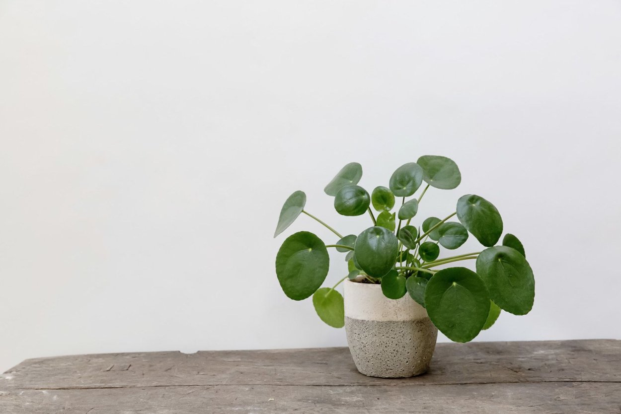 Пилея пеперомиевидная