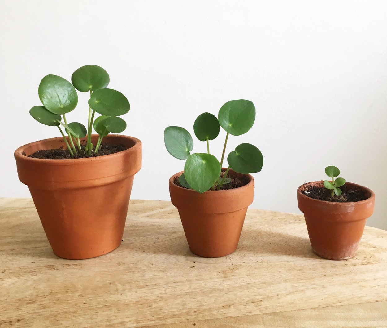 Цветок пилея пеперомиевидная